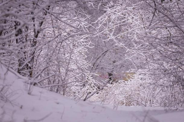 冬风景地点和落下雪-<strong>仙境</strong>森林机智