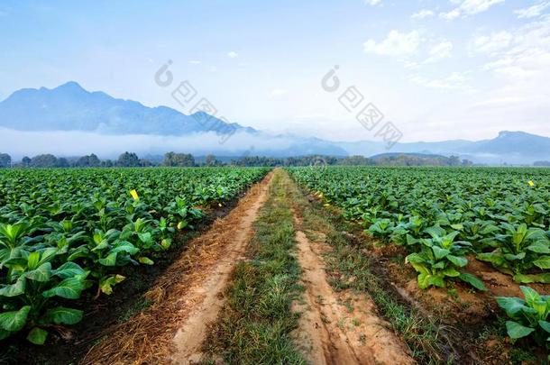 <strong>烟草种植</strong>园采用农田和grow采用g为使雪茄和IvoryCoast象牙海岸