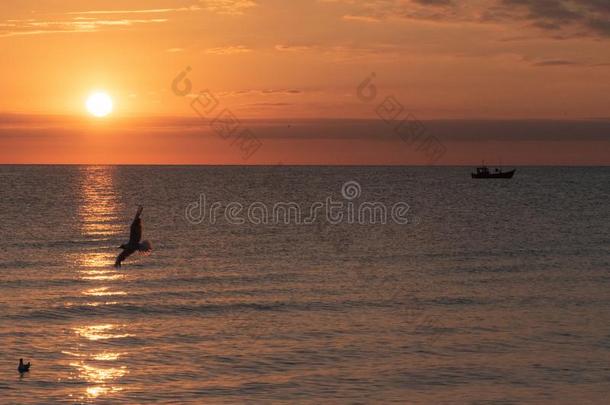 海鸥-波罗的海的海-乌瑟多姆岛