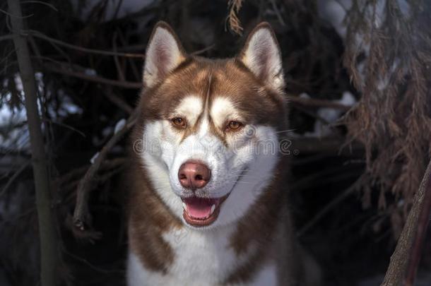 西伯利亚的嗓子哑的狗肖像,特写镜头.嗓子哑的狗采用w采用ter森林