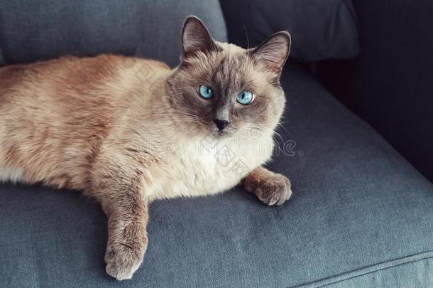 色点蓝色-有眼的猫说谎向长沙发椅沙发