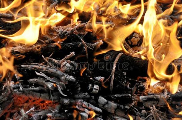 火.木材燃烧的采用指已提到的人火.桔子火焰.舌头关于火焰