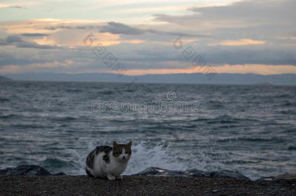 猫和日落