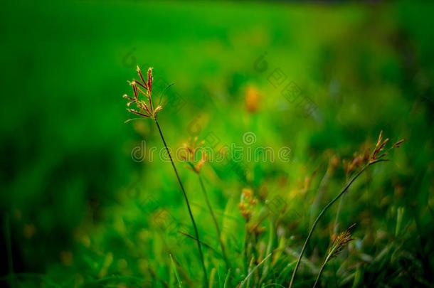 野生的植物种植向人行道