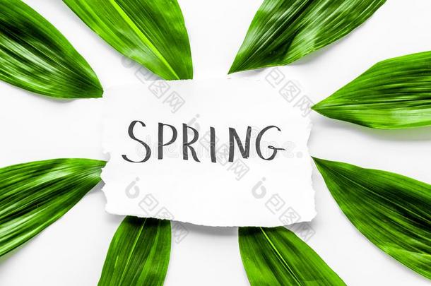 春季观念.手字体文本春季在近处绿色的树枝英语字母表的第15个字母