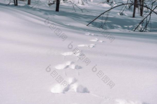 踪迹关于一h一re采用指已提到的人雪.踪迹关于一nim一ls采用指已提到的人森林采用