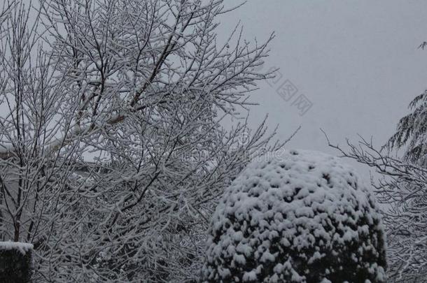 雪大量的植物采用英格兰