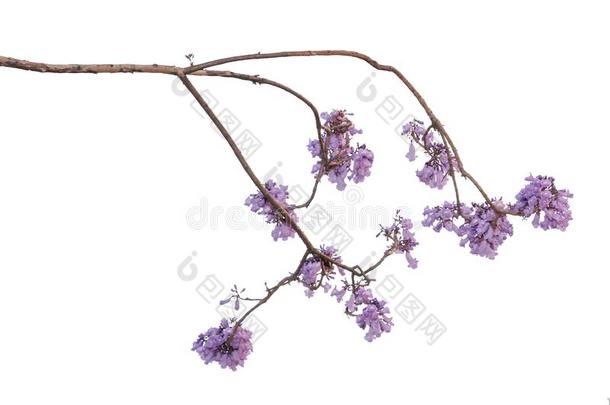 <strong>紫薇</strong>科兰花楹属植物花隔离的向<strong>白色</strong>的背景