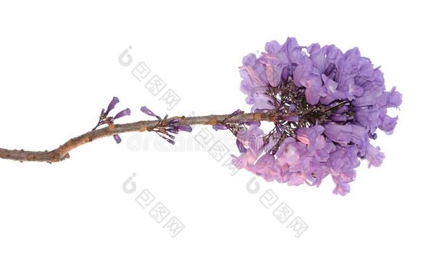 紫薇科兰花楹属植物花隔离的向白色的背景