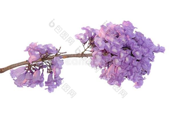 <strong>紫薇</strong>科兰花楹属植物花隔离的向<strong>白色</strong>的背景