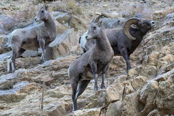 野生的美国科罗拉多州多岩石的山大角羊羊