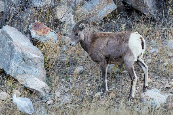 野生的美国科罗拉多州多岩石的山大角羊羊