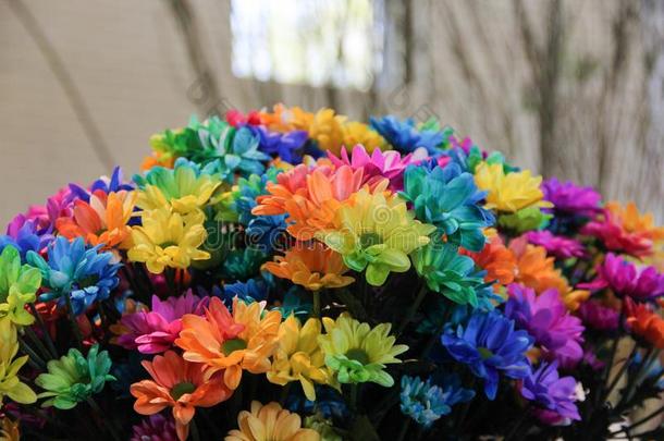 富有色彩的彩虹束关于美丽的菊花关在上面.spring春季