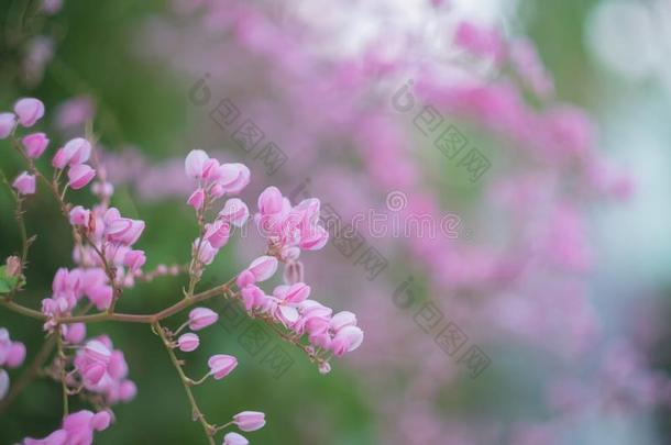 珊瑚藤或安蒂翁鳞翅目鱼钩花