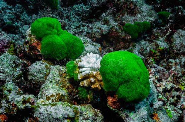 珊瑚漂白法影响向鹿角珊瑚属又叫做.雄鹿角珊瑚.