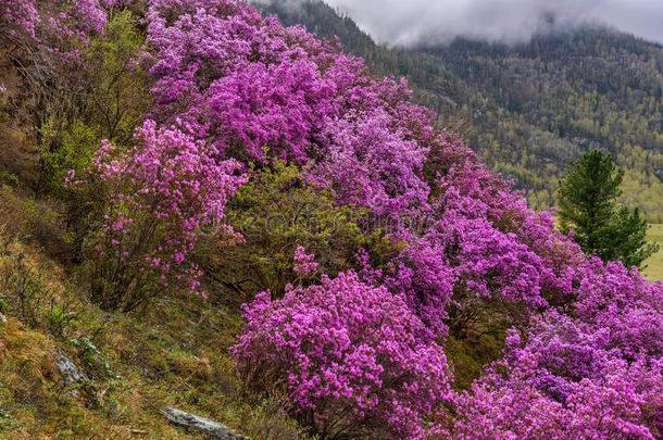 <strong>杜鹃花</strong>山春季樱花西伯利亚的