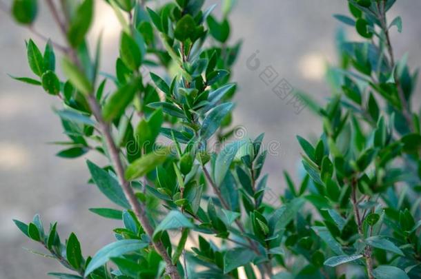 香桃木属或桃金娘科植物生长的在以色列的集体农场plant在ion