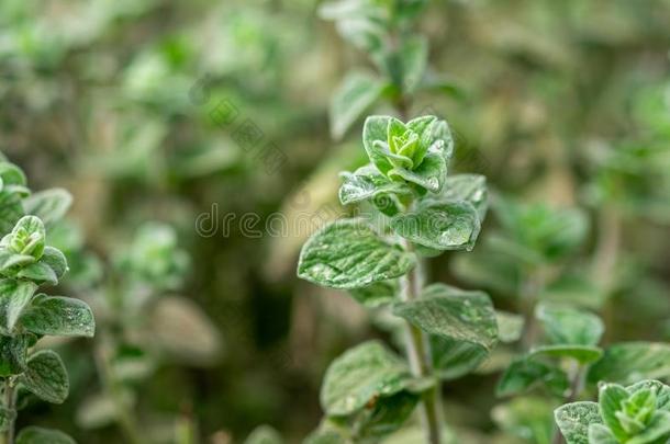 有机物媒墨角兰或牛至(牛至属植物maj或ana)成年的在格林