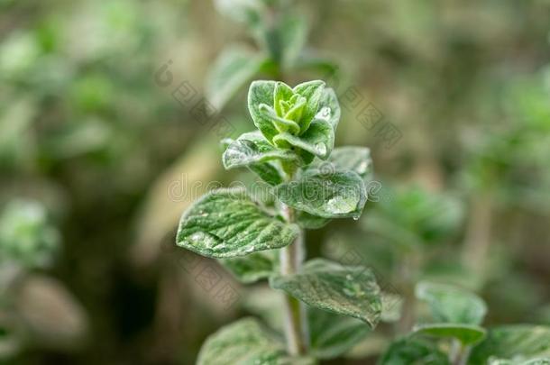 有机物媒墨角兰或牛至(牛至属植物maj或ana)成年的在格林