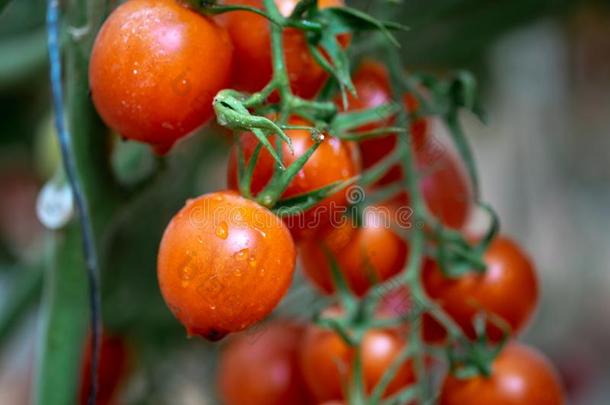 红色的樱桃番茄生长的采用温室