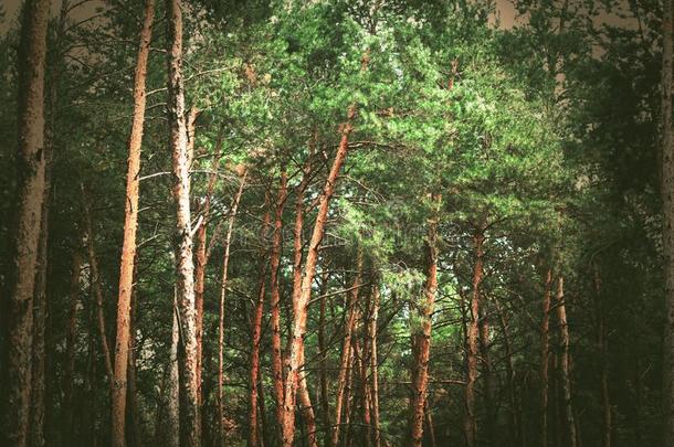 松树森林.看法关于指已提到的人密集的松树森林采用指已提到的人夏