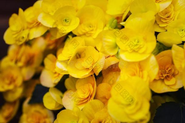 黄色的花秋海棠属的植物.美丽的黄色的秋海棠属的植物大的花science科学