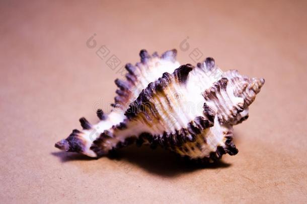 海中软体动物的壳.海中软体动物的壳.num.一壳.纪念品壳.海的生活.指已提到的人