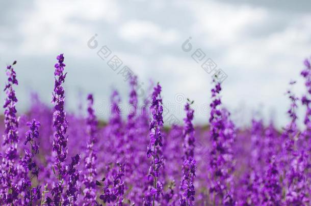 合并阿贾克斯紫色的花