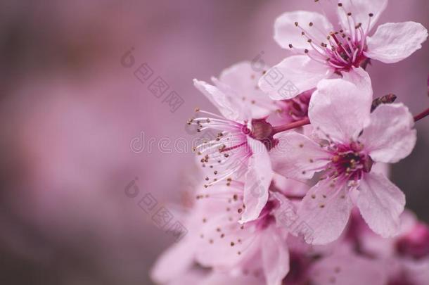 樱桃花关在上面