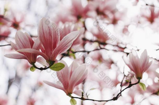 粉红色的或白色的花关于开花木兰树木兰鹅
