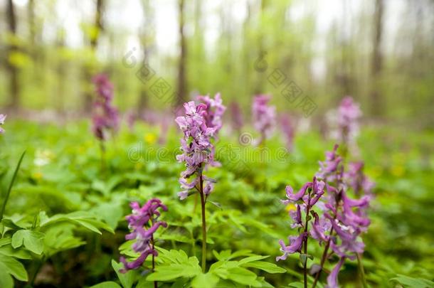 紫堇属的植物紫堇属的植物腔