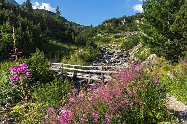 夏风景关于皮林山,保加利亚