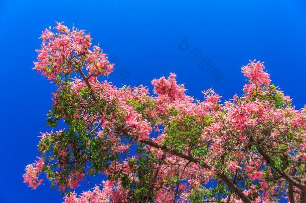 羊蹄甲属植物兰花树和粉红色的花