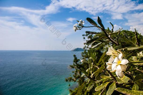 热带的海景画和一白色的花采用指已提到的人前景