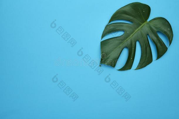 蓬莱蕉树叶植物向蓝色背景
