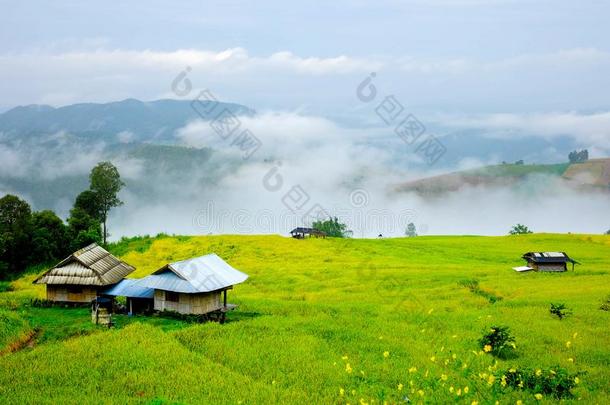 小的小屋采用金色的稻田向mounta采用