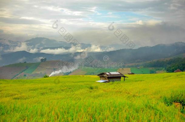 小的小屋采用金色的稻田