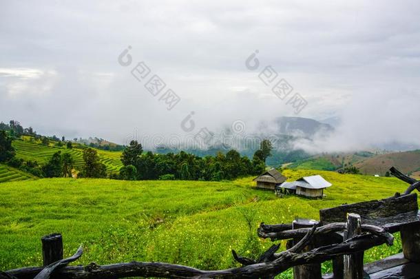 阳台看法小屋采用金色的稻台阶