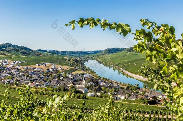 尼特尔向指已提到的人法国摩泽尔河流域产白葡萄酒莱茵兰-巴拉丁伯爵的职位德国