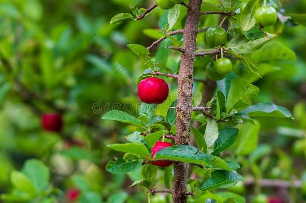 金虎尾小的樱桃成果向指已提到的人树.金虎尾樱桃是（be的三单形式高的英语字母表的第22个字母