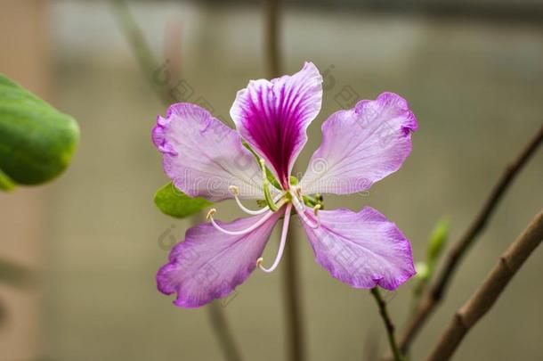 单一的粉红色的花关于兰花树-羊蹄甲属植物杂色