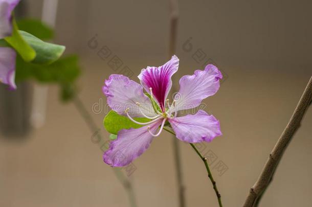 单一的粉红色的花关于兰花树-羊蹄甲属植物杂色