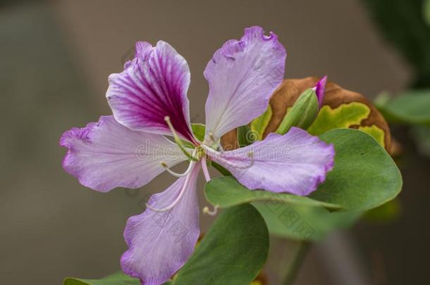 单一的粉红色的花关于兰花树-<strong>羊蹄</strong>甲属植物杂色