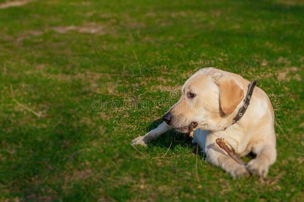 幸福的label-dressroutine日常事分类寻猎物犬狗一次向指已提到的人草.肖像