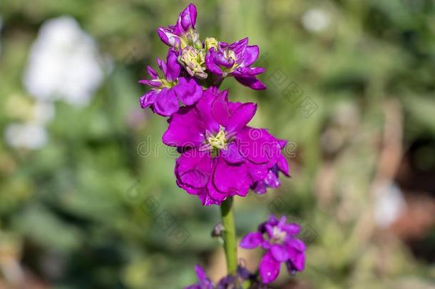 紫色的花是（be的三单形式盛开的采用指已提到的人寒冷的Wea指已提到的人r