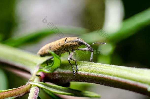 小的象鼻虫甲壳虫