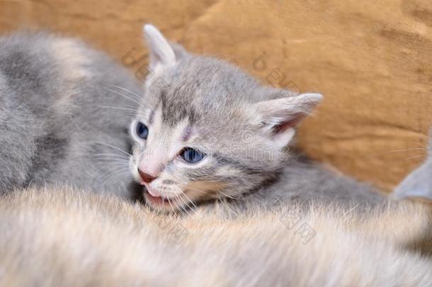 小猫采用卡纸板盒