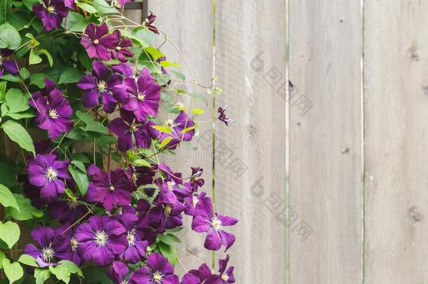 紫罗兰铁线莲花和复制品空间