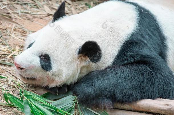 一睡眠熊猫熊采用一动物园采用S采用g一pore