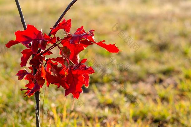 树枝和秋树叶.明亮的红色的树枝关于枫树树叶向